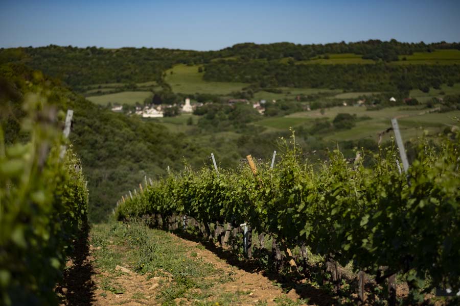 vignes des hautes côtes